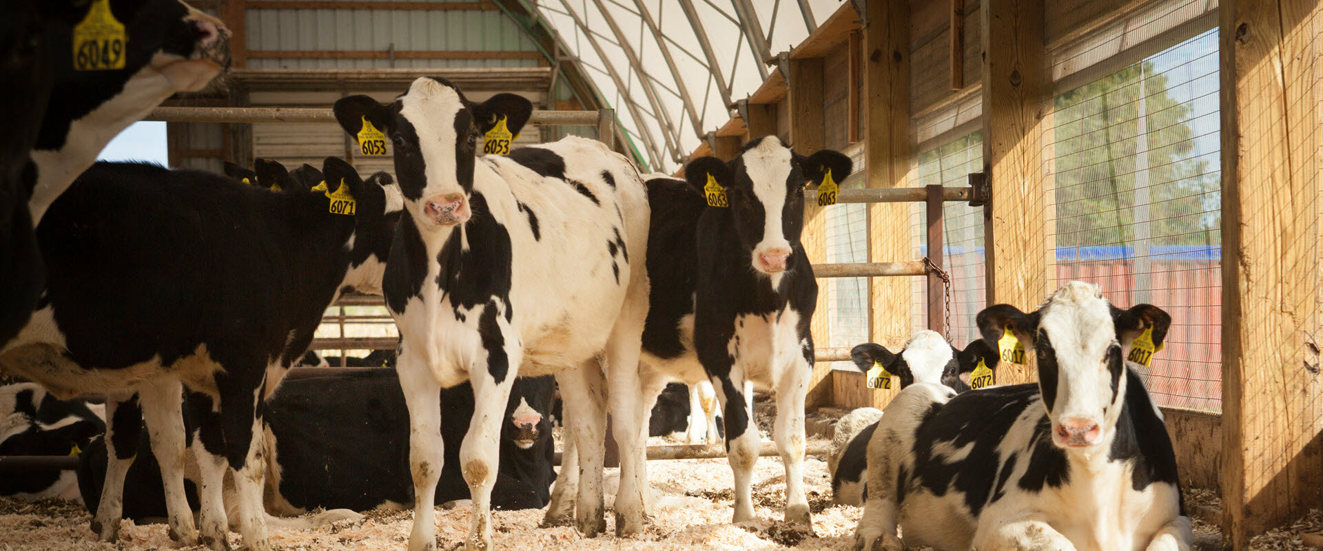 Dairy Cattle and Livestock in a barn