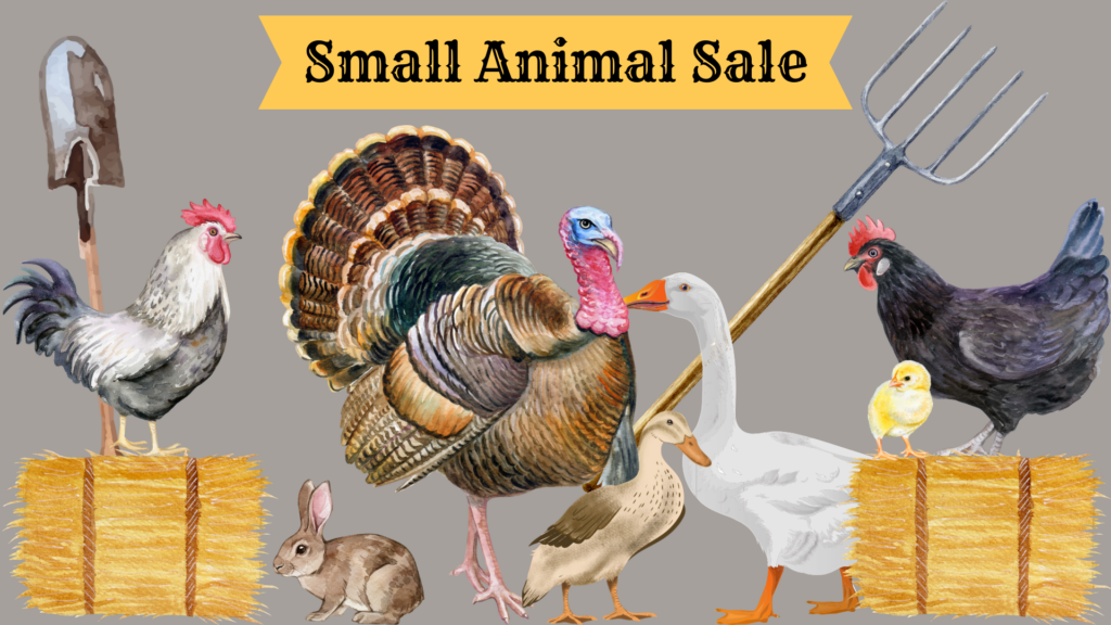 Small Animal Sale