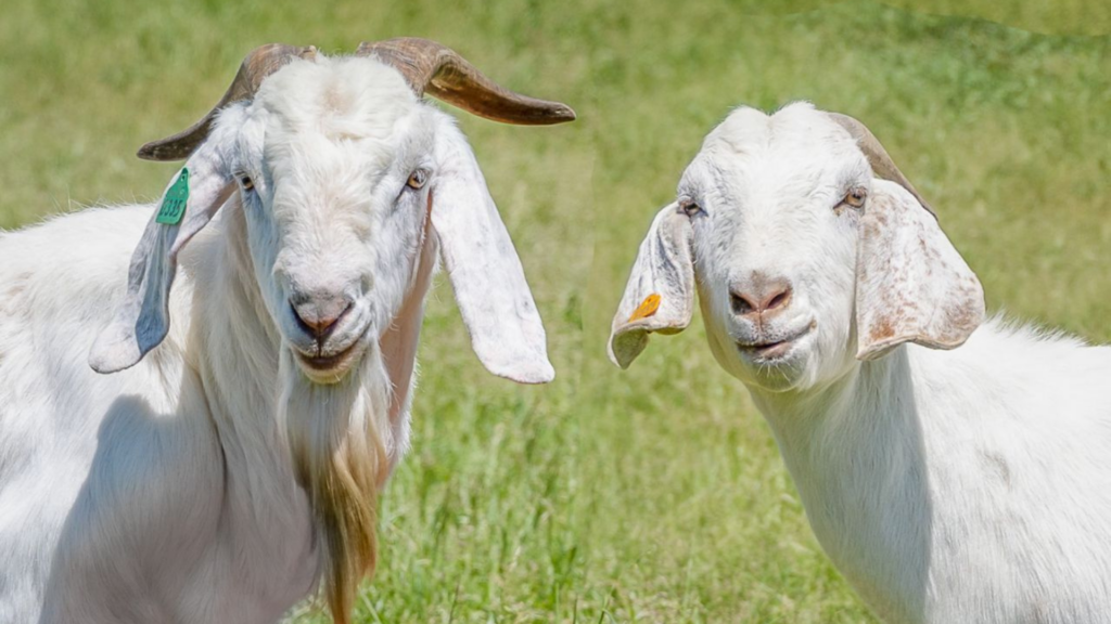Sheep, Lamb & Goat Sale