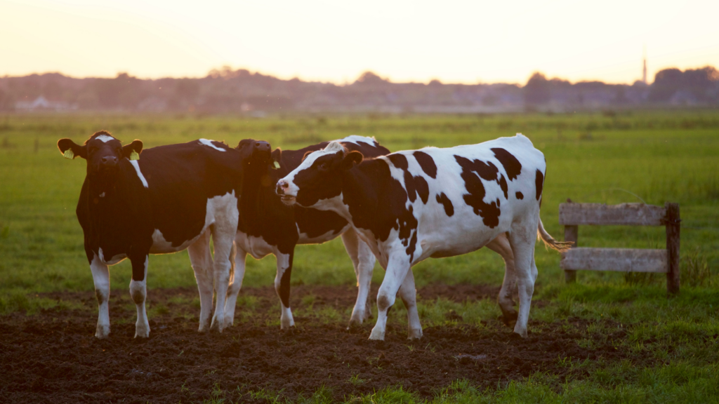 Short Notice Dairy Dispersal