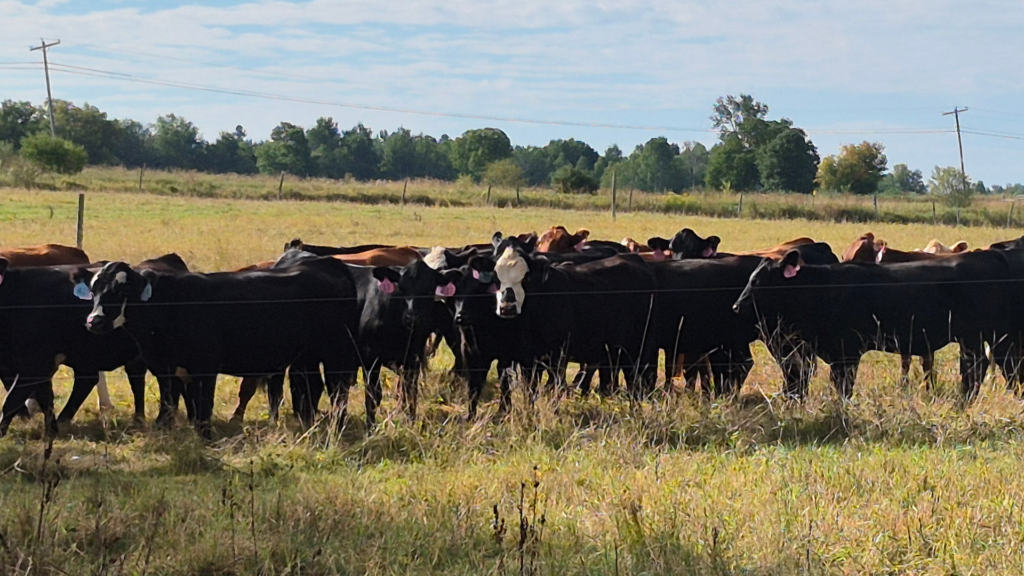 Feeder, Beef Replacement & Small Animal Sale