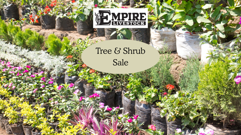 Tree and Shrub Auction