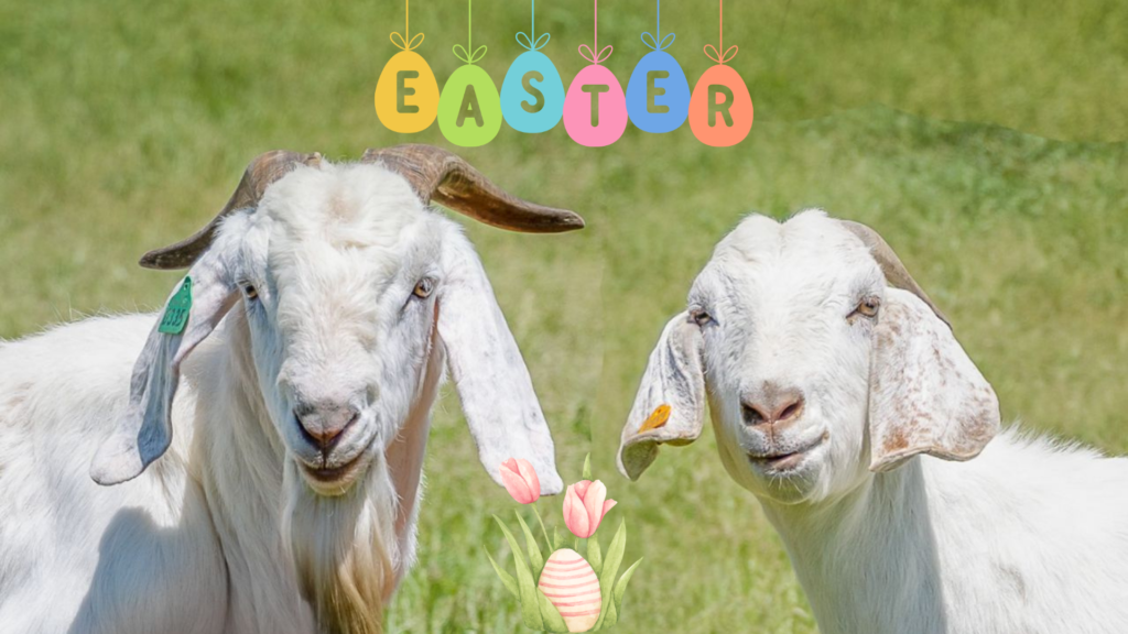 Easter Sheep, Lamb & Goat Sale