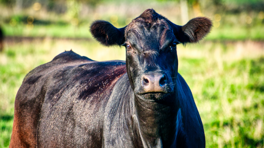 Special Beef Breed, Bred Heifer & Cow Sale